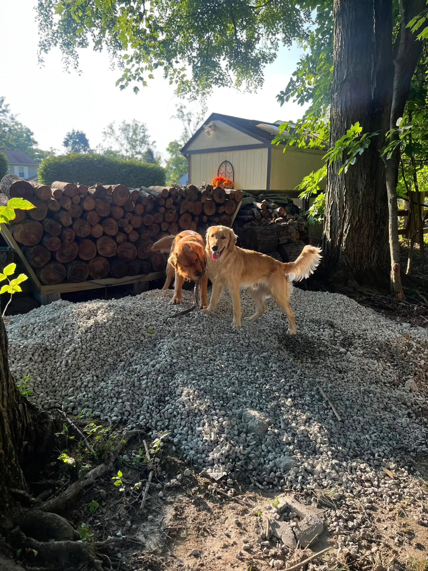 Shop dogs on duty